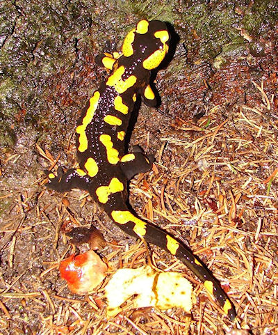 Feuersalamander