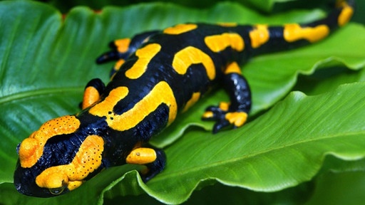 Feuersalamander