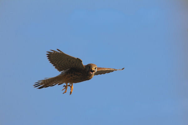 Turmfalke im Flug