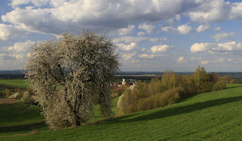 FrhlingKirschbluete